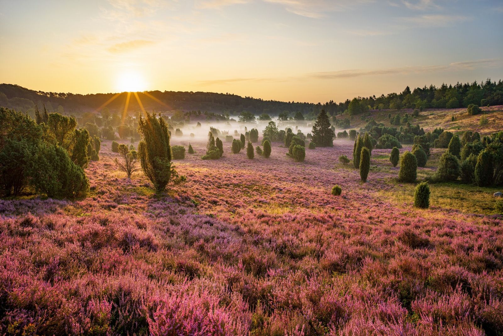 schönsten Wanderwege in der Lüneburger Heide